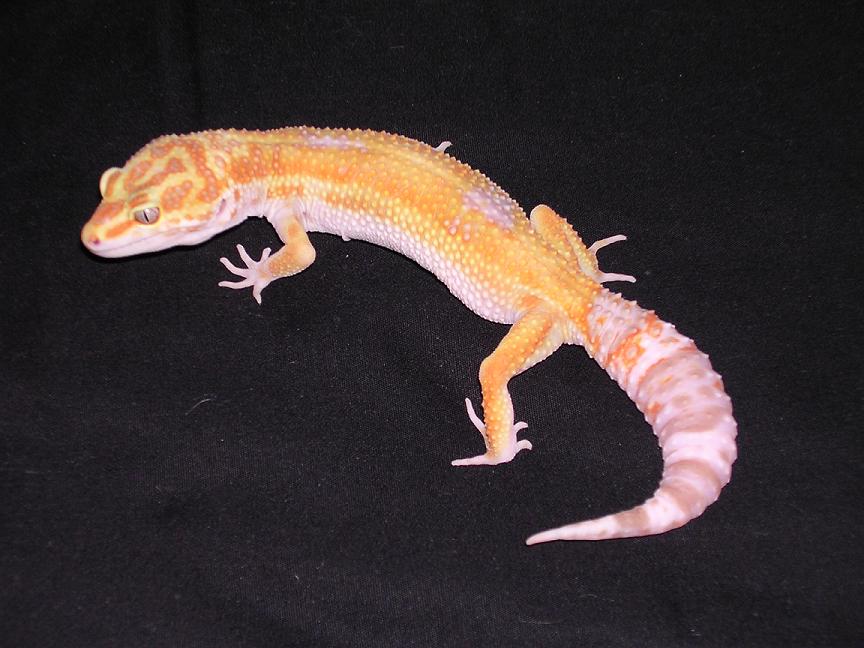 raptor het