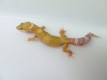 tremper sunglo