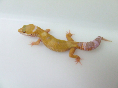 tremper sunglo