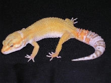 sunglow het 4 raptor