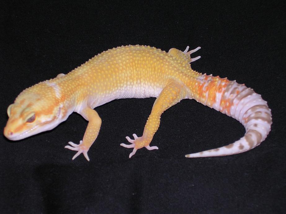 sunglow het 4 raptor