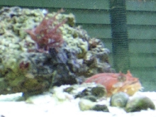 orange gulf toadfish
