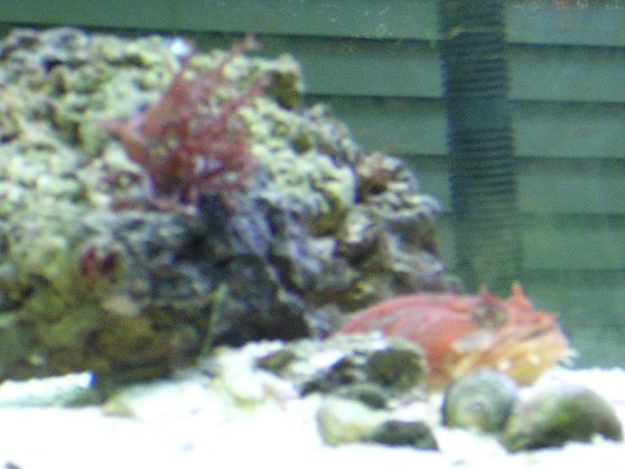 orange gulf toadfish