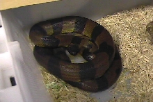 ringed pythons introduction