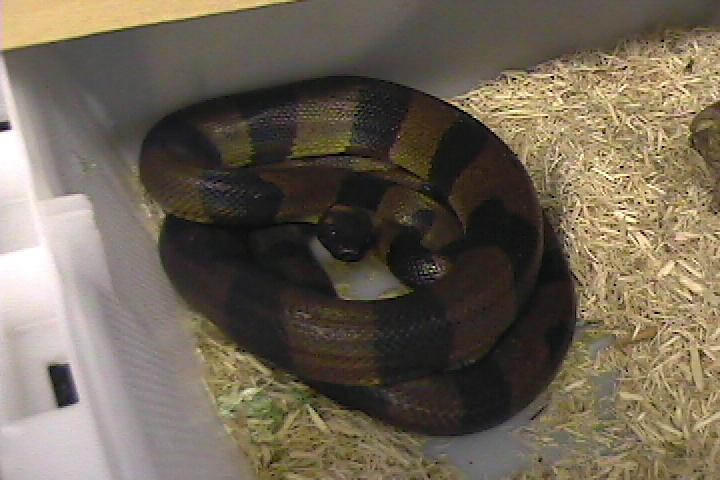 ringed pythons introduction