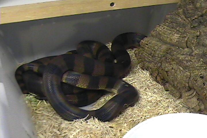 ringed pythons mating