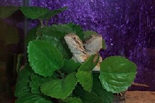 New Sandfire X Babies
