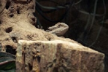ICULIZARD