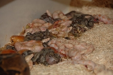 Striped Albino litter