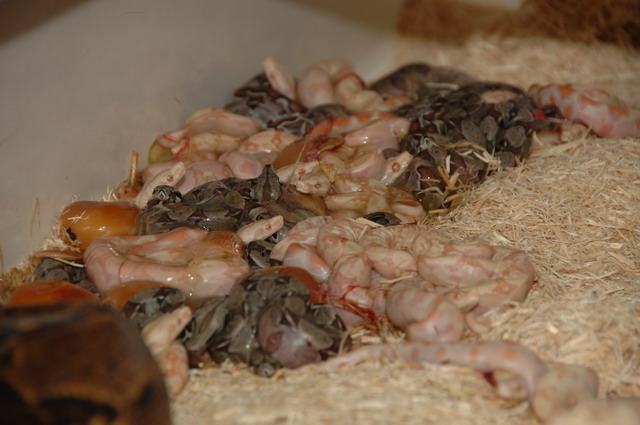 Striped Albino litter