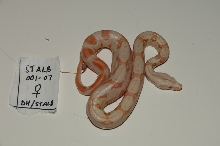 Striped Albino