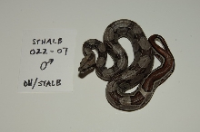 Striped het albino
