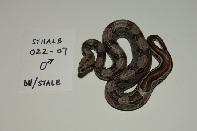 Striped het albino