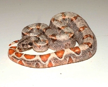Calico Boa