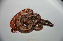 Calico Sunglow