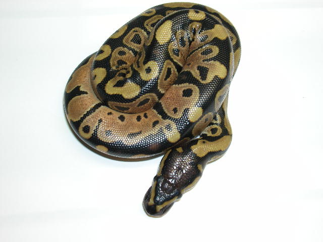 Odd head pattern