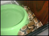 New Ball Python