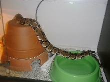 New Ball Python