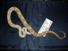 04 Female Hogg