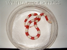 04 albino nelson