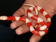 04 albino nelson 1
