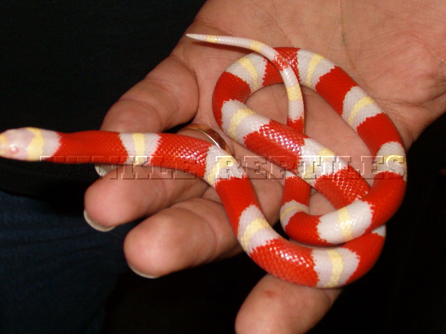 04 albino nelson 1