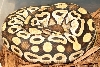 female mojave/ with canon