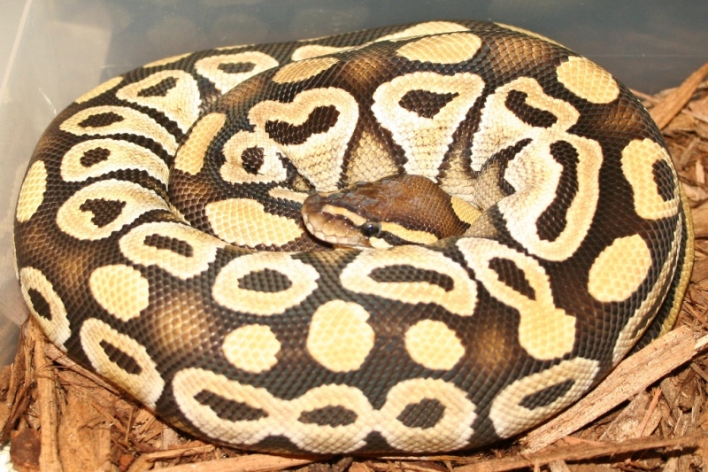 female mojave/ with canon