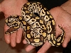 mojave female