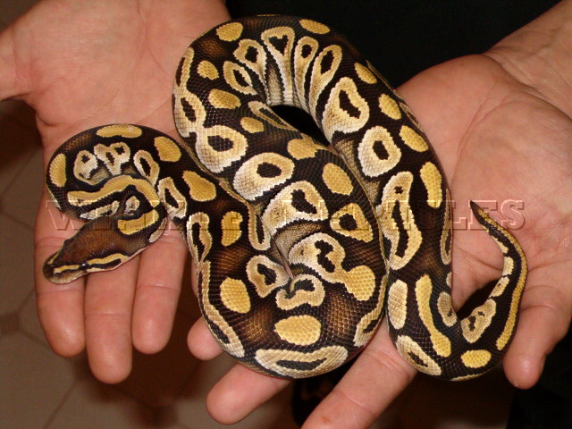 mojave female