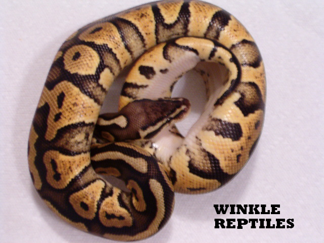 pastel female
