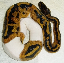 Female piebald