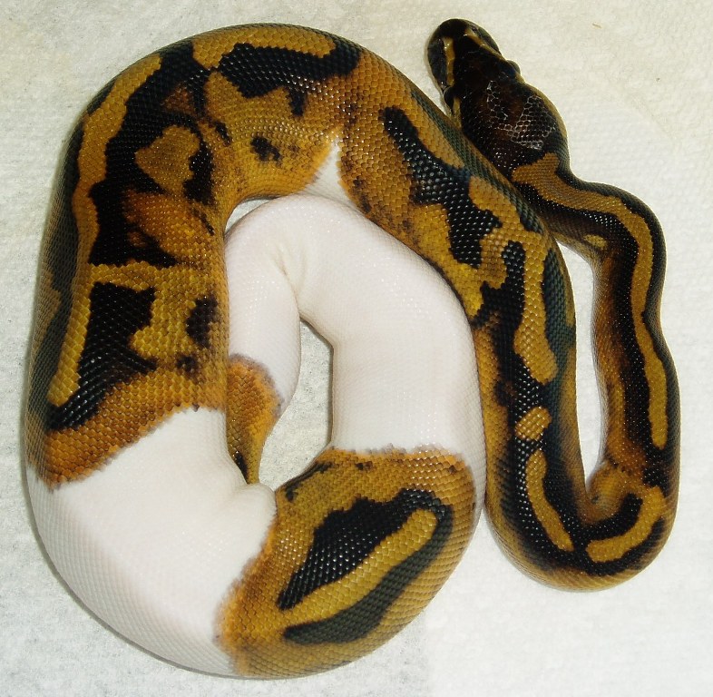 Female piebald