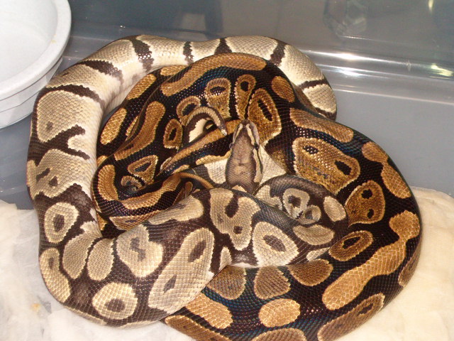 hypo male