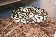 female mojave