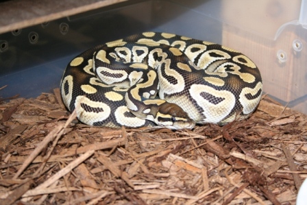 female mojave