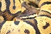 female pastel