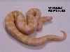 albino male