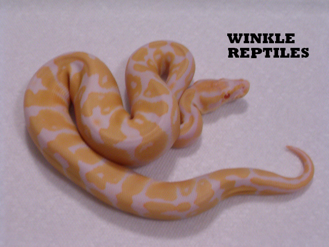 albino male