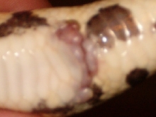 Pastel cloaca