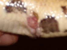 Pastel cloaca 1