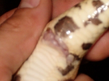 Pastel cloaca 2