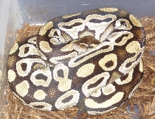 female mojave 8-28