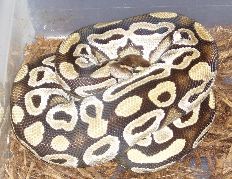 female mojave 8-28