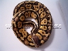 female pastel
