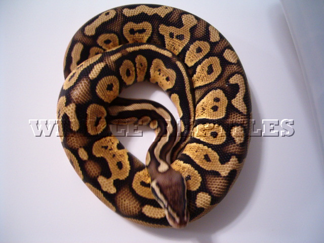 female pastel