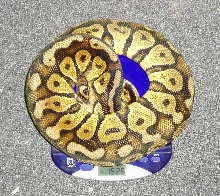 05 female pastel2