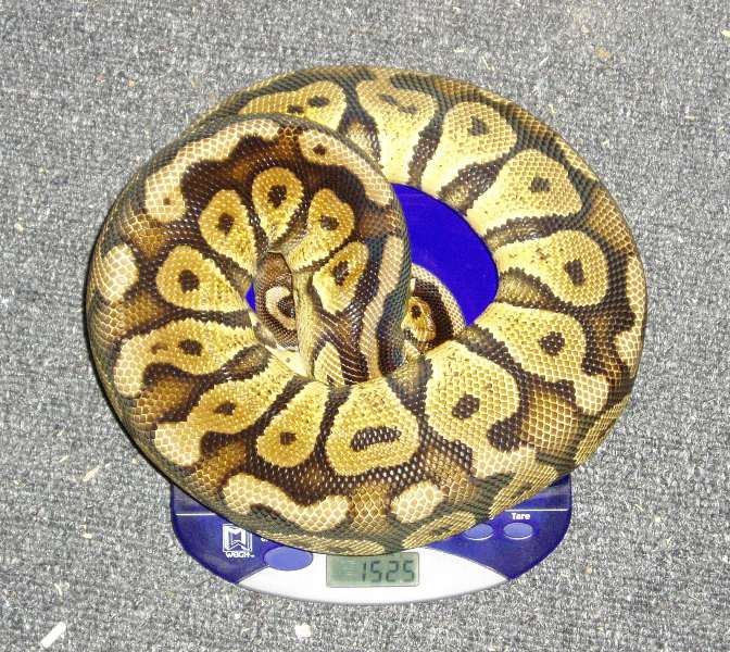 05 female pastel2