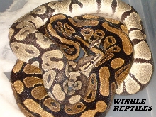 hypo male