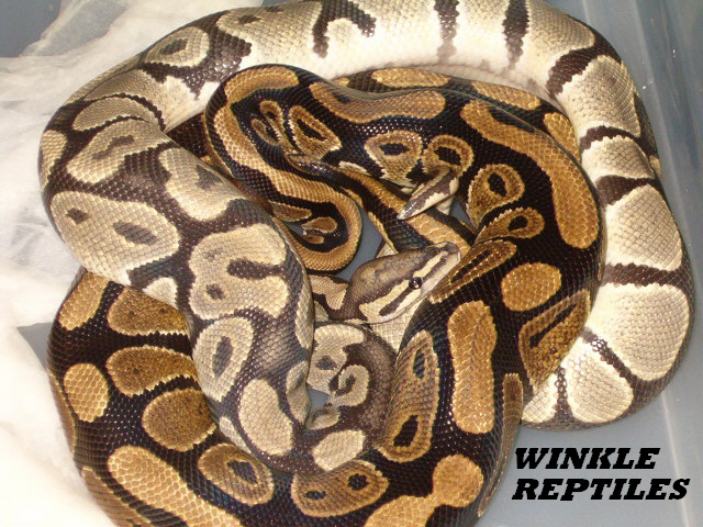 hypo male